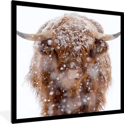 Produktbild von MuchoWow® Gerahmtes Poster Schottischer Highlander - Hörner - Schnee 40x40 cm - Poster mit Schwarzem Bilderrahmen Wandposter Rahmen Foto Bilder - Mit Rahmen - Wanddekoration Schlafzimmer