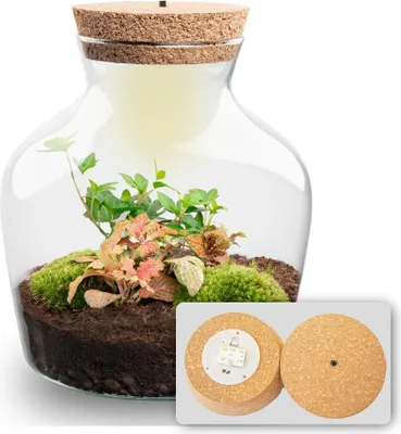Produktbild von Flaschengarten - Little Joe - Ökosystem mit Pflanzen im Glas - ↑ 21,5 cm