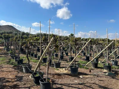 Zdjęcie produktu dla Sunny Tree - Vitis Vinifera 'Media Red Globe' – winorośl – wysokość 170 cm – doniczka 45 litrów – odporna na zimę - Słoneczna i odporna na zimę