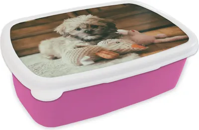 Produktbild von KitchenYeah® Lunchbox Brotzeit Brotdose 17x11 cm Ein Shih Tzu-Hund, der auf dem Boden kuschelt Kinder Brotzeitdose - Lunchpaket - Brotkasten  - Sandwich Box