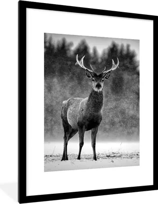 Produktbild von MuchoWow® Gerahmtes Poster Tiere - Hirsche - Winter - Schwarz - Weiß 60x80 cm - Poster mit Schwarzem Bilderrahmen Wandposter Rahmen Foto Bilder - Wohnzimmer - Dekorationen - Prämie