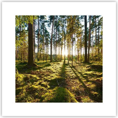 Produktbild von Poster - Poster ohne Rahmen - Wald Baum Natur - 30x30 cm - Wand Bild - Wanddeko - Wandbilder - Kunstposter - Wandposter - Bilder - Kunstdruck - Wanddekoration - Wandbild - P2XAC30x30-3724