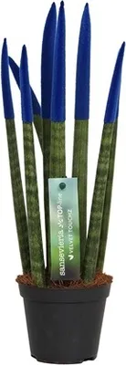 A potted Sansevieria Cylindrica plant with blue velvet tips on its leaves, displayed against a white background.