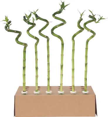 Produktbild von Dracena - 6 szt - Dracaena sanderiana - Wysokość 40-50cm - ⌀2cm