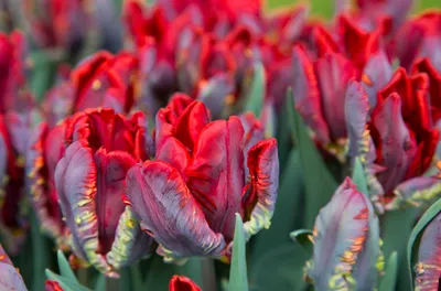 Zdjęcie produktu dla 10 cebulek tulipanów Seadov Parrot – egzotyczne tulipany w jaskrawoczerwonym kolorze – cebulki odporne na zimę do ogrodu, rabat i doniczek