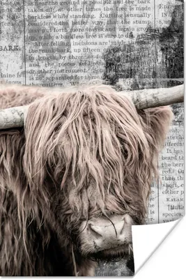 Produktbild von MuchoWow® Poster Schottischer Highlander - Vintage - Zeitungsartikel 40x60 cm - Plakate für die Wand - Poster Babyzimmer