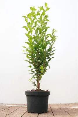 Produktbild von Ligustrum ovalifolium, immergrün, 40–60 cm