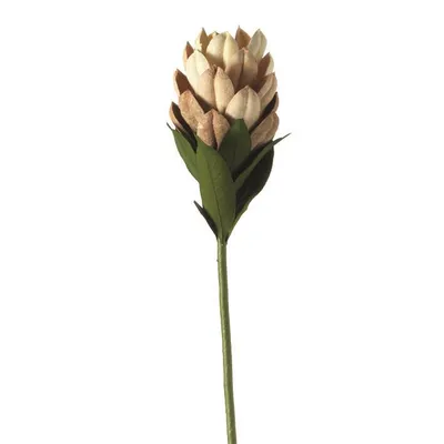 Immagine prodotto di Leonardo fiore chiuso 50 naturale 062972