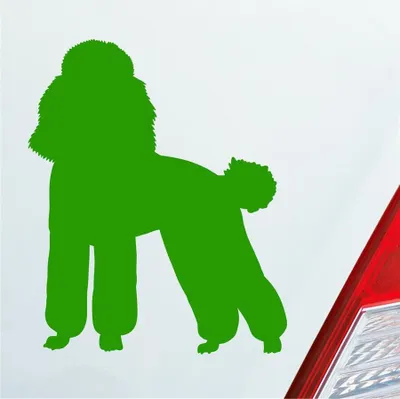 Produktbild von Auto Aufkleber süsser Pudel Hund Dog Tier niedlich Puppy 8x10 cm Hellgrün Sticker Heckscheibenaufkleber