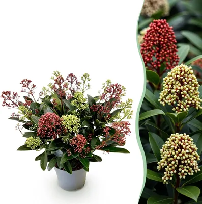 Produktbild von GreenboutiQ - Terrassenpflanze - Skimmia japonica Festival - Blüte Weiß & Rot - 15+ Blüten - 1 Pflanze - Winterhart - Topf 15cm Höhe 30cm