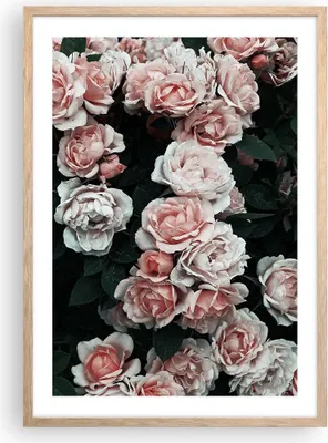 Produktbild von Gerahmtes Poster - Rahmen in heller Eiche - Rosen Blumen Blätter - 50x70 cm - Wand Bild - Wanddeko - Wandbilder - Kunstposter - Wandposter - Bilderrahmen - Bilder - Kunstdruck - P2NPA50x70-4760