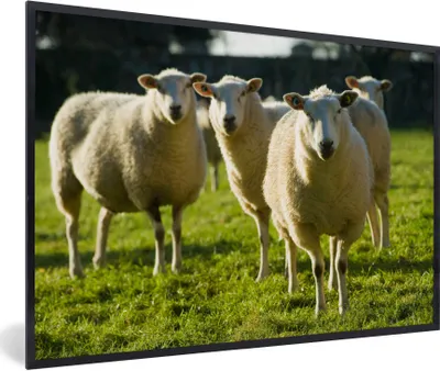 Produktbild von MuchoWow® Gerahmtes Poster Schafe - Tiere - Wolle 30x20 cm - Poster mit Schwarzem Bilderrahmen Wandposter Rahmen Foto Bilder - Kunstdruck - Bild-Poster