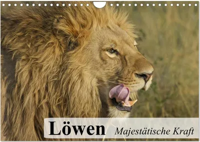 Produktbild von Löwen. Majestätische Kraft (Wandkalender 2025 DIN A4 quer), CALVENDO Monatskalender
