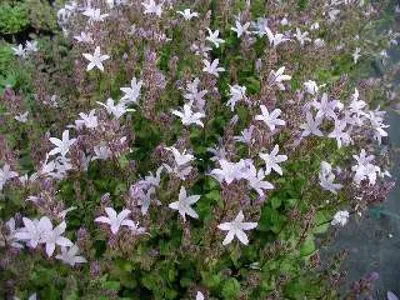 Produktbild von 6 x Hängepolster-Glockenblume Lisduggan - rosa - Tb 9
