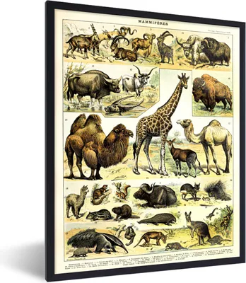 Produktbild von MuchoWow® Gerahmtes Poster Tiere - Giraffe - Kamel 60x80 cm - Poster mit Schwarzem Bilderrahmen Wandposter Rahmen Foto Bilder - Premium - Wanddeko Wohnzimmer