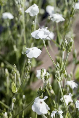 Produktbild von Lychnis coronaria 'Alba', Lichtnelke, weiß, ca. 9x9 cm Topf