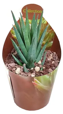 Immagine prodotto di Haworthia glauca - rara Haworthia - rarità - vaso da 6,5 cm - 15 cm di altezza
