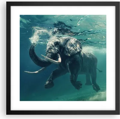 Produktbild von Gerahmtes Poster - Schwarzer Rahmen - Elefant Tier Wasser - 40x40 cm - Wand Bild - Wanddeko - Wandbilder - Kunstposter - Wandposter - Bilderrahmen - Bilder - Kunstdruck - Wandbild - P2BAC40x40-3944