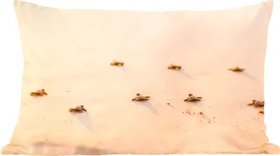 Produktbild von MuchoWow® Zierkissen Sofakissen Wohnzimmer Dekokissen 50x30 cm Baby-Schildkröten Fotodruck - Wohnzimmerdekoration - Polster mit Photo