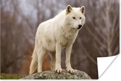 Produktbild von MuchoWow® Poster Wolf - Stein - Weiß 60x40 cm - Schlafzimmerdekoration