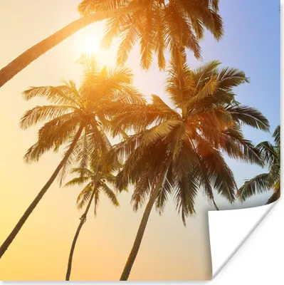 Produktbild von MuchoWow® Poster Palme - Sonne - Sommer - Tropisch 75x75 cm - Wand Dekoration