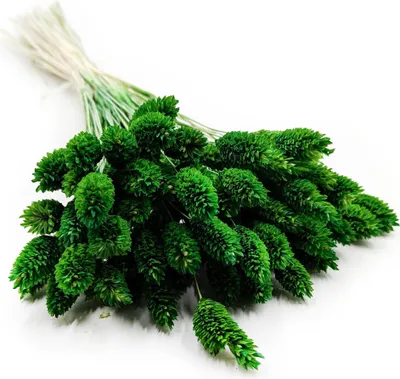 Produktbild von Phalaris Getrocknete - Kanariengras - Flaschengrüne