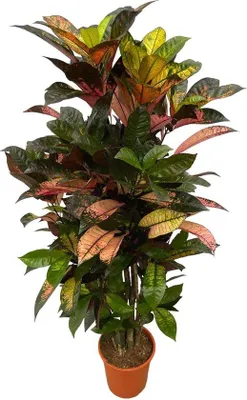 Productafbeelding van Famanu Codiaeum (Croton) Iceton, vertakte vorm - 130 cm - diameter 21 cm