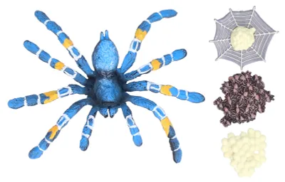 Immagine prodotto di Ragno - Ciclo vitale degli animali - Insetti - Modello di crescita - Simulazione - Bambini - Giocattoli didattici