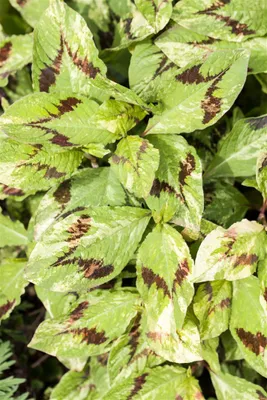 Produktbild von Persicaria filiformis, ca. 11x11 cm Topf, dekoratives Laub