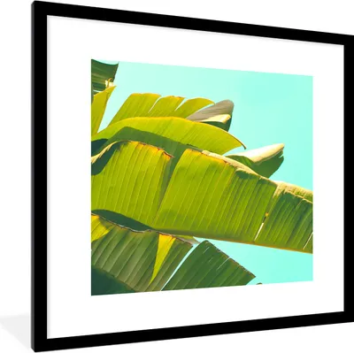 Produktbild von MuchoWow® Gerahmtes Poster Bananenblatt - Blätter - Tropisch - Sommer 40x40 cm - Poster mit Schwarzem Bilderrahmen Wandposter Rahmen Foto Bilder - Poster - Plakat im Rahmen