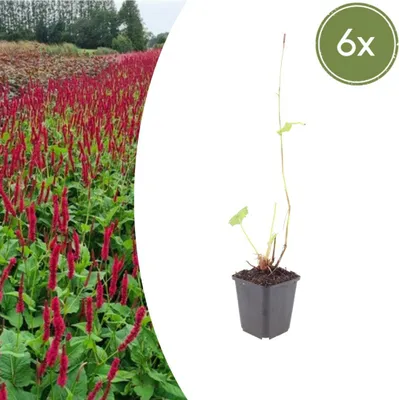 Image de Persicaria a. 'Blackfield' | 6 pièces - 10-25cm - Ø9cm - Plante de jardin