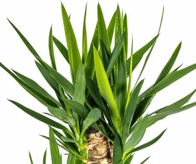 Produktbild von Yucca Elephantipes – Riesen – Palmlilie – Zimmerpflanze Ø24cm ↕120-140cm – Robust & pflegeleicht – Schwertförmige Blätter – Modernes Design