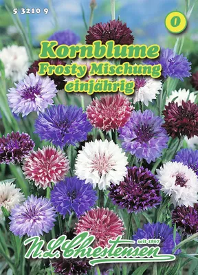 Produktbild von Kornblume Frosty Mischung | Kornblumensamen von N.L. Chrestensen