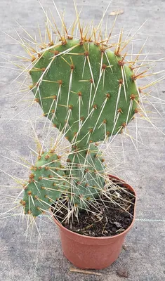 Image de Opuntia phaeacantha