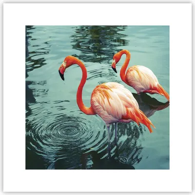 Produktbild von Poster - Poster ohne Rahmen - Rosa Flamingos Wasser - 30x30 cm - Wand Bild - Wanddeko - Wandbilder - Kunstposter - Wandposter - Bilder - Kunstdruck - Wanddekoration - Wandbild - P2XAC30x30-4203