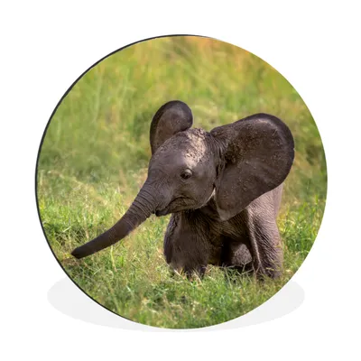 Produktbild von MuchoWow® Aluminium Wandkreis Elefant - Gras - Tiere Ø 60 cm Wanddeko Modern Wohnzimmer - Wand Kreis - Wandbild - Schlafzimmer - Aluminium Bild - Kinderzimmer - Wohnzimmer Dekoration - Wandschmuck