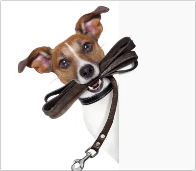 Produktbild von Spritzschutz Herdabdeckplatte Schneidebrett aus Glas Hund mit Sonnenbrille 1-Teilig (60x52cm)