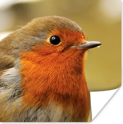 Produktbild von MuchoWow® Poster Vogel - Rotkehlchen - Porträt 75x75 cm - Wand Dekoration