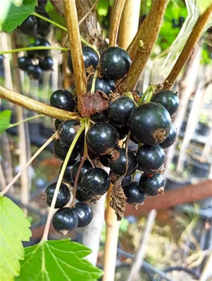 Produktbild von Schwarze Johannisbeere 'Ojebyn'