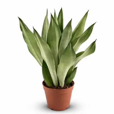 Produktbild von Sansevieria Moonshine ca. 50 cm – Bogenhanf Zimmerpflanze, Schwiegermutterzunge, pflegeleicht, luftreinigend, moderne Grünpflanze