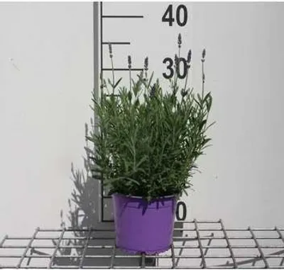 Produktbild von Lavandula ang. 'Hidcote' - Lavendel - Container 1.5 liter