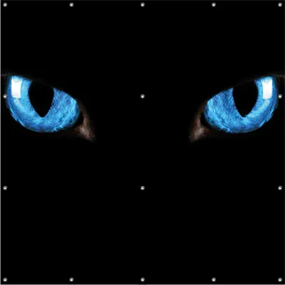 Produktbild von Wallario Outdoor-Poster für Garten oder Balkon, Motiv Blaue Katzenaugen bei Nacht, in ca. 180 x 180 cm
