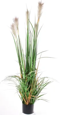 Produktbild von artplants.de Kunstgras Schilfgras EYOTA mit Rispen, grün-braun, 150cm - Deko Gras