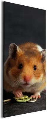 Produktbild von Wallario Premium Leinwandbild Putziger Hamster mit Nüssen zwischen den Pfoten in Größe 80 x 200 cm