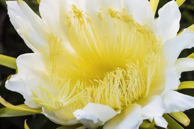 Produktbild von Drachenfrucht Pitahaya Kaktus - 30 Samen