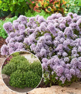 Produktbild von BALDUR Garten 6x Winterharter Oregano, Pflanzen im 9x9 cm-Topf, zarte, duftende Blütenwolken, aromatisches Würzkraut & Bodendecker, bienenfreundlich & pflegeleicht, winterhart, mehrjährig