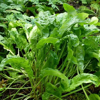 Immagine prodotto di 6 x Acetosa grande - Rumex acetosa | vaso 9cm x 9cm