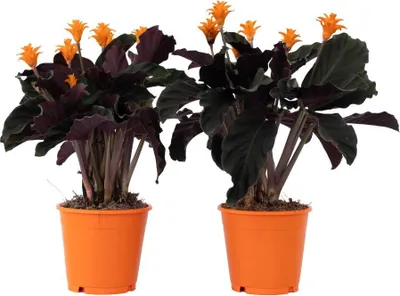 Produktbild von Korbmarante - 2 Stk - Calathea crocata 'Tassmania' - Höhe 40-50cm - ⌀14cm