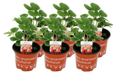 Produktbild von Klettererdbeere Fragaria x ananassa 6 Pflanzen