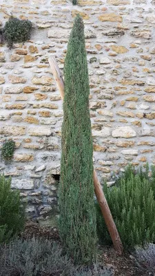 Image de Cupressus sempervirens 'Stricta' / Cyprès d'Italie